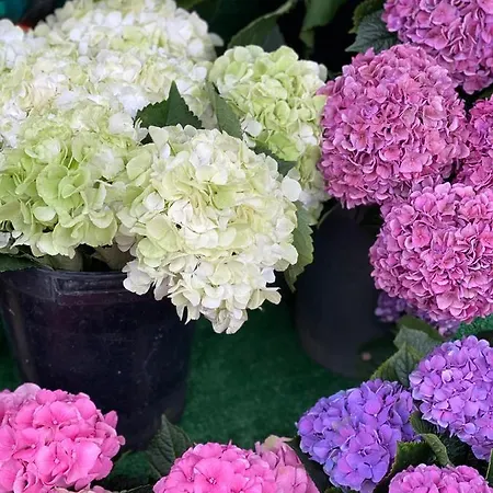 Appartement Center With Free Private Parking *